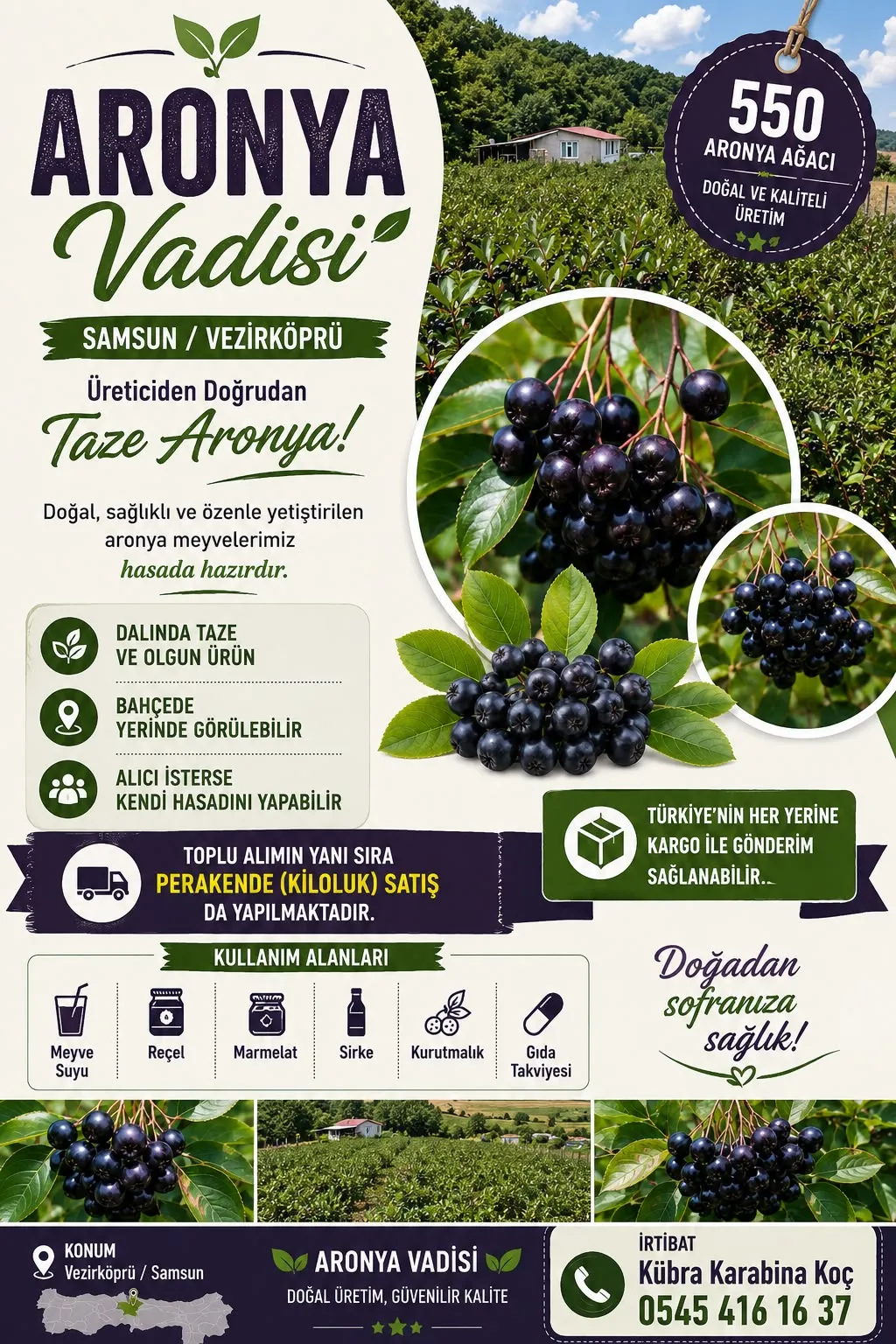 Samsun Vezirköprü’de Aronya Hasadı Başladı: Üreticiden Doğrudan Satış