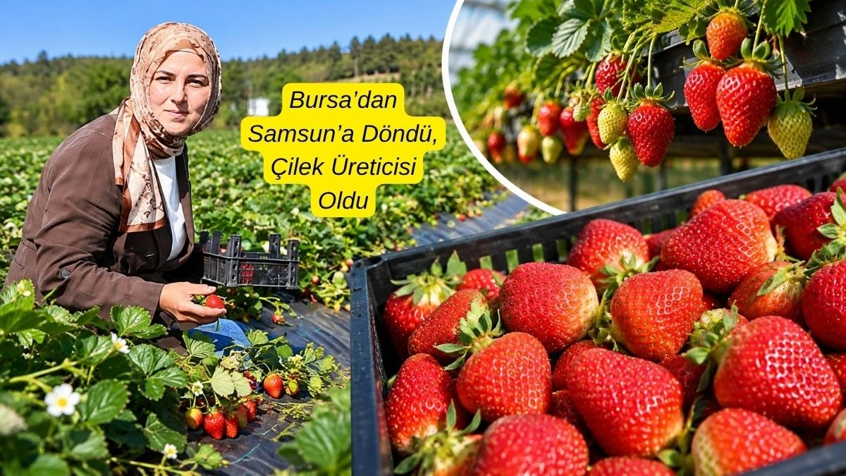 Samsun’da Örnek Başarı: Peyzaj Mimarı Oldu, Çilek Üreticiliğine Başladı