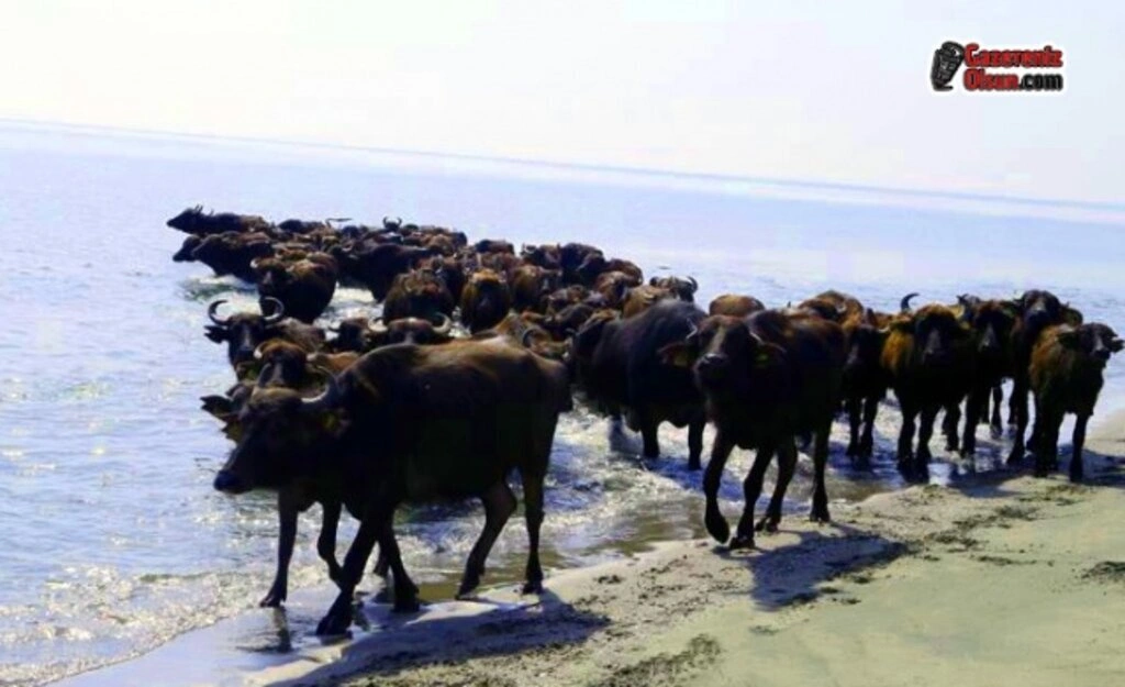 Dünya Mirası Kızılırmak Deltası'nı Gezmek Artık Daha Eğlenceli