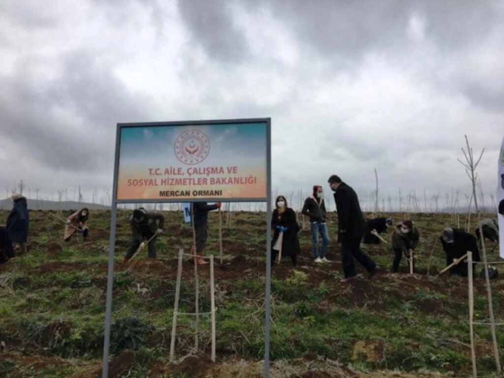 Mercan Hatıra Ormanı Fidan Dikim Etkinliği - Samsun Haber