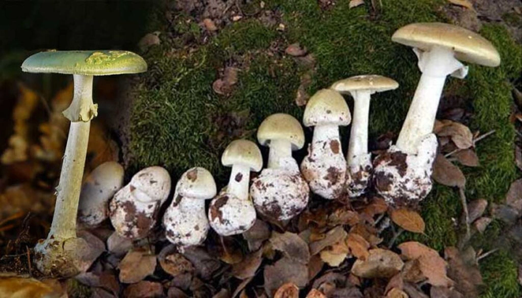 Samsun'da zehirli mantar uyarısı! Zehirli mantar türleri