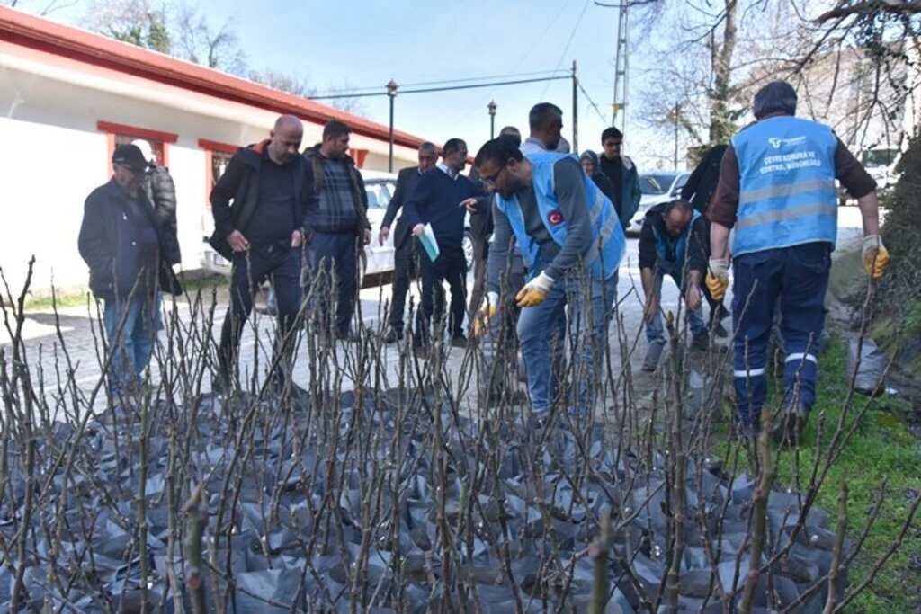 Tekkeköy'de çiftçilere mor patlıcan inciri fidanı dağıtıldı