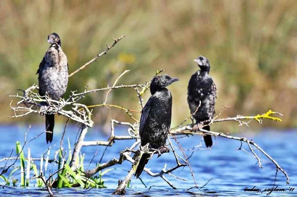 Kızılırmak Kuş Cenneti fotoğrafları
