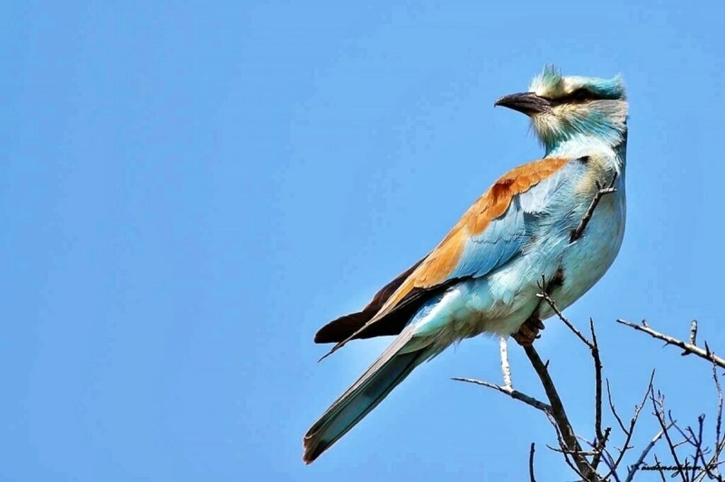Kızılırmak Kuş Cenneti fotoğrafları