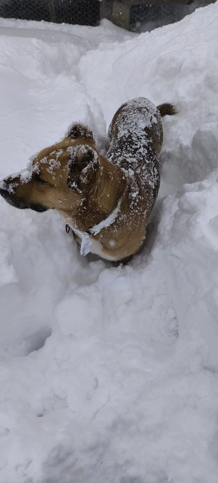 Samsun'da 70 cm Kar, Köpek Karın İçinde Kayboldu! Samsun'dan Kar Manzaraları