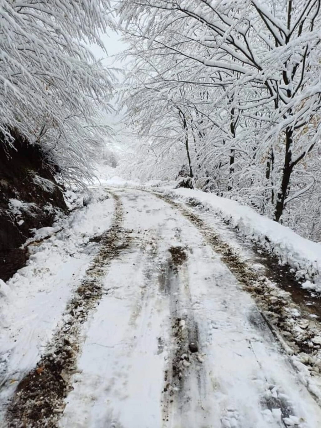 Samsun'da 70 cm Kar, Köpek Karın İçinde Kayboldu! Samsun'dan Kar Manzaraları