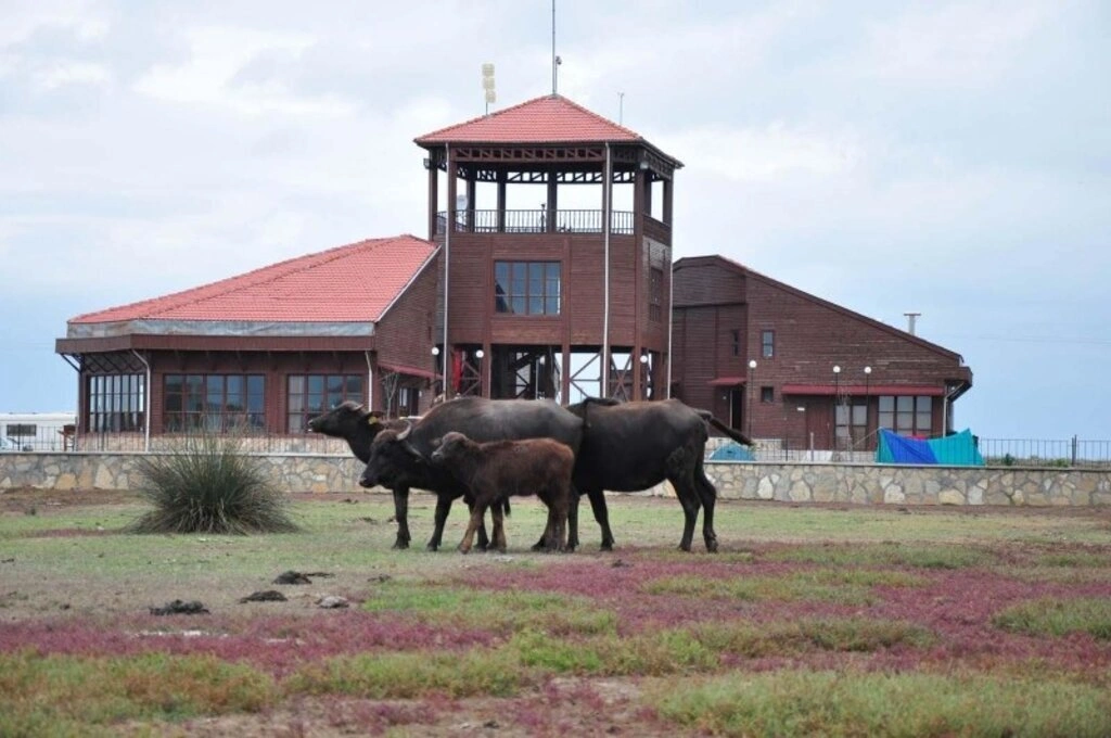 Bafra İlçemiz