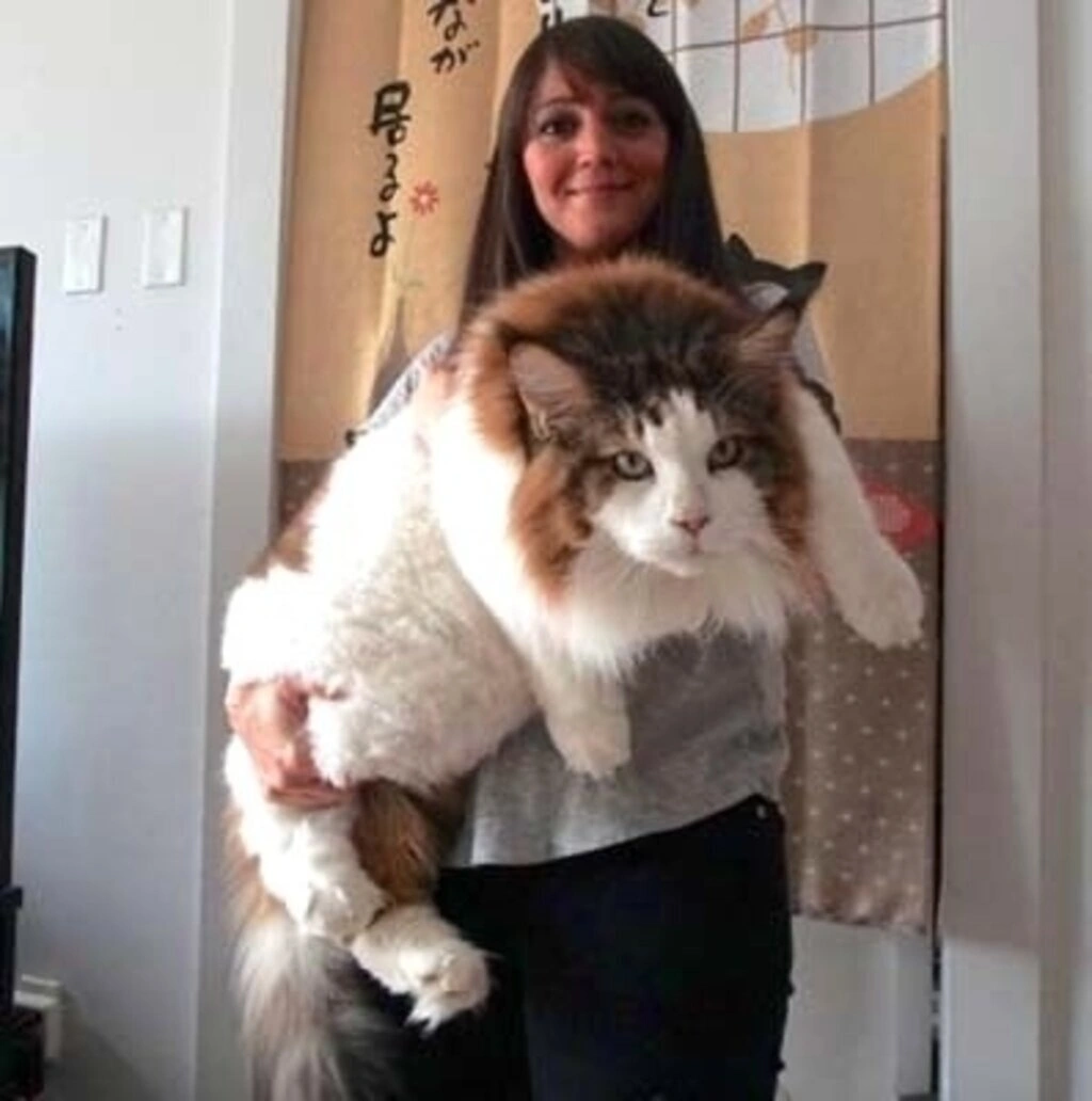 1.2 metre boyu ve 13 kilo ağırlığıyla dünyanın en büyük kedisi