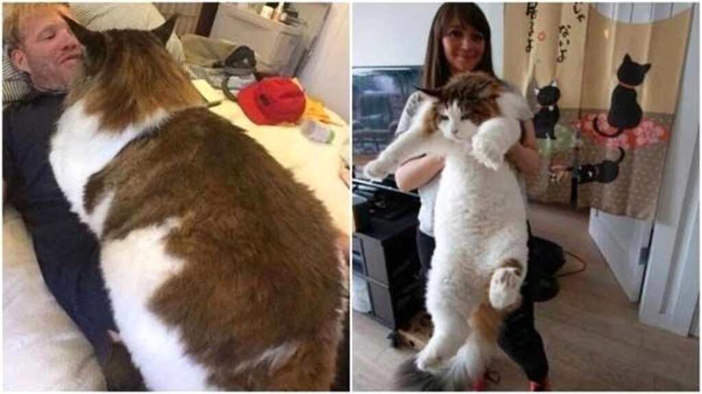 1.2 metre boyu ve 13 kilo ağırlığıyla dünyanın en büyük kedisi