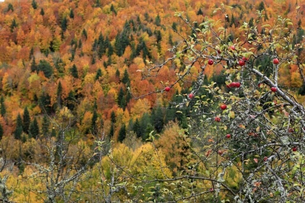 Karadeniz'de sonbahar bir başka güzel - Karadeniz'den sonbahar manzara fotoğrafları