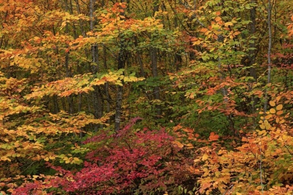 Karadeniz'de sonbahar bir başka güzel - Karadeniz'den sonbahar manzara fotoğrafları