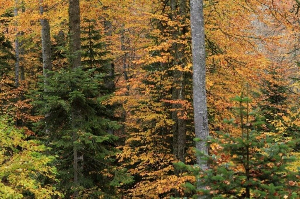 Karadeniz'de sonbahar bir başka güzel - Karadeniz'den sonbahar manzara fotoğrafları