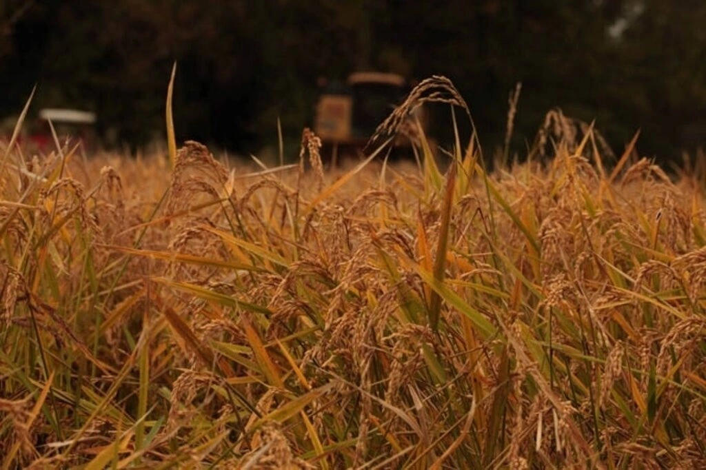 Bataklıktan sofraya pirincin yolculuğu