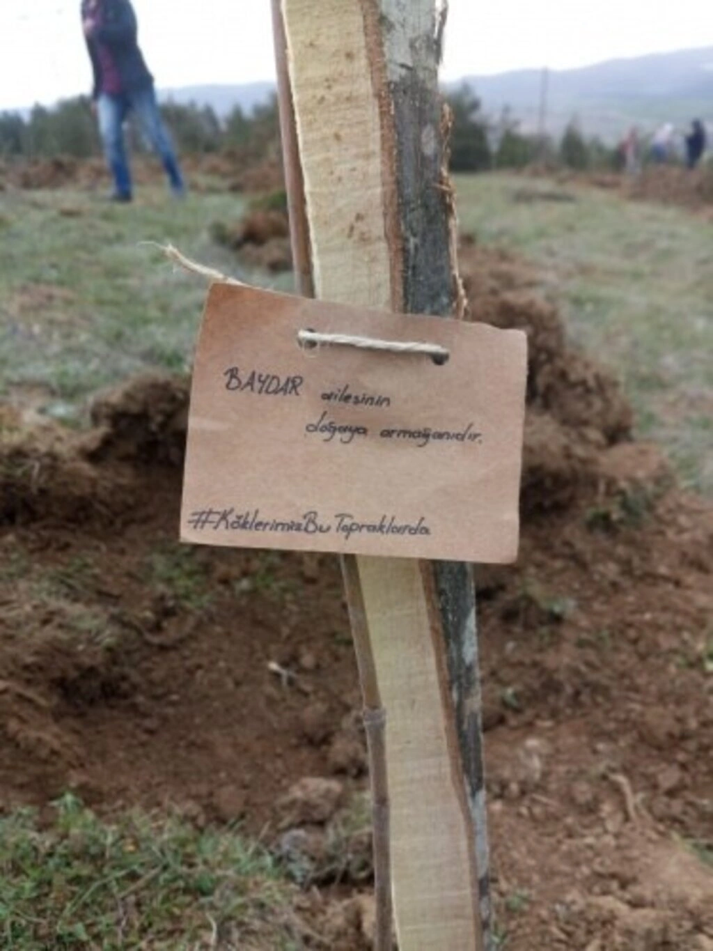 ÇEKUD'dan Samsun'a Yüzlerce Fidan