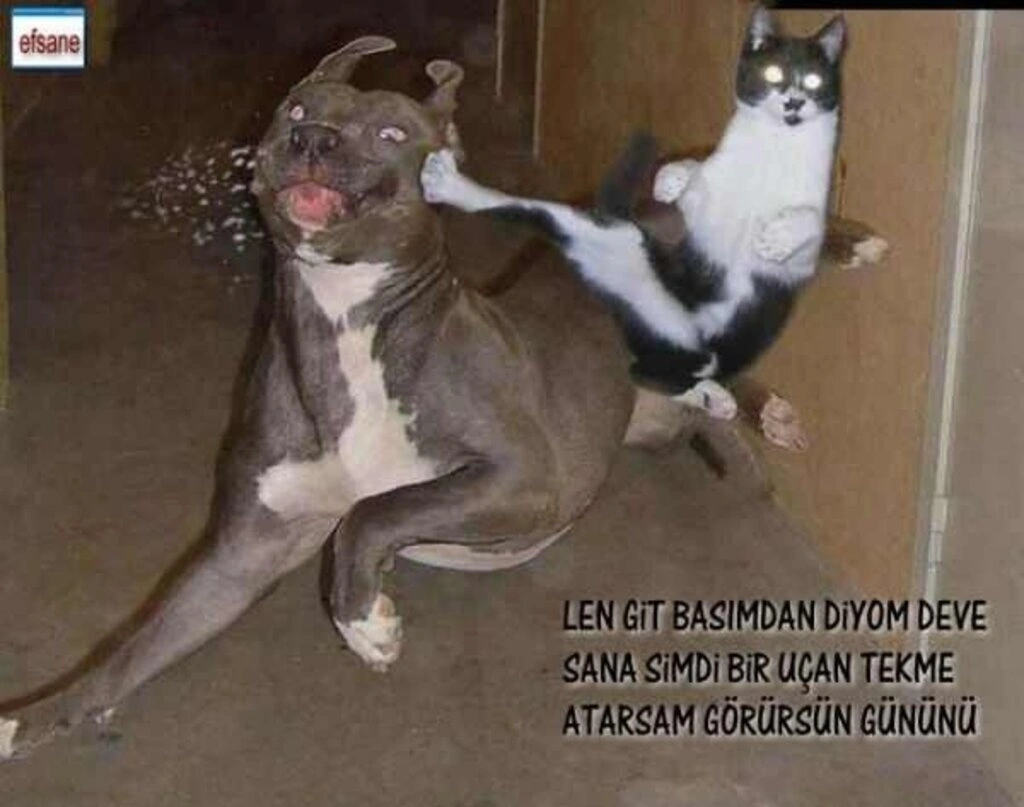 Sanal alemde dolaşan komik resimler