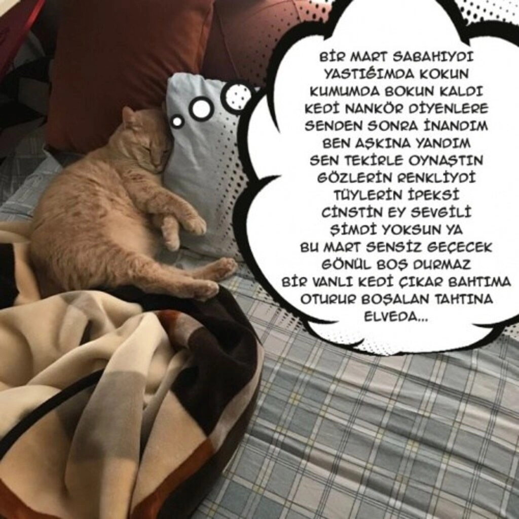 Geveze Kedi instagramdan reklam dünyasına transfer oldu