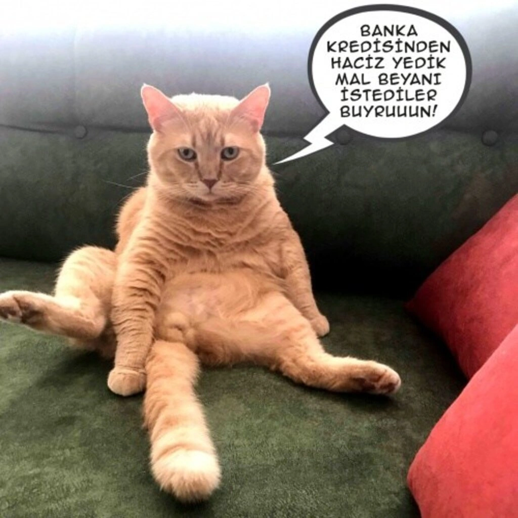 Geveze Kedi instagramdan reklam dünyasına transfer oldu