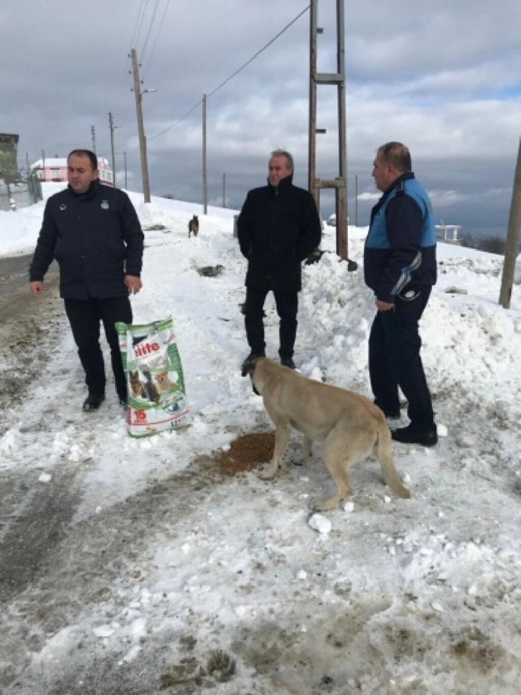 Alaçam Belediyesinden Sokak Hayvanlarına Yardım